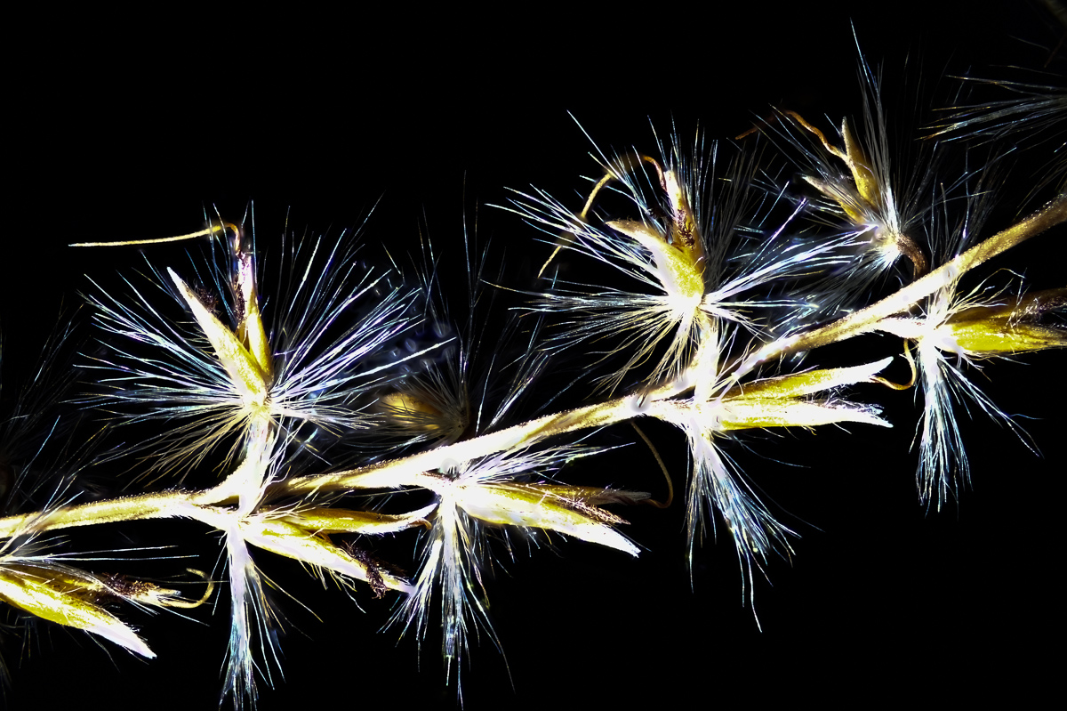 Seeds of pampas grass.